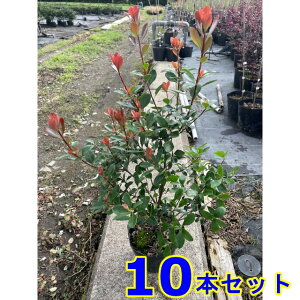 qVoC (Pԗ֔~) 13.5p 10{ 0.4mO 13.5p A؁@c؁@V{c[@_