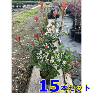 qVoC (Pԗ֔~) 13.5p 15{ 0.4mO 13.5p A؁@c؁@V{c[@_