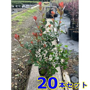 qVoC (Pԗ֔~) 13.5p 20{ 0.4mO 13.5p A؁@c؁@V{c[@_