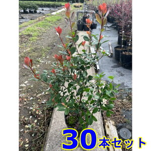 qVoC (Pԗ֔~) 13.5p 30{ 0.4mO 13.5p A؁@c؁@V{c[@_