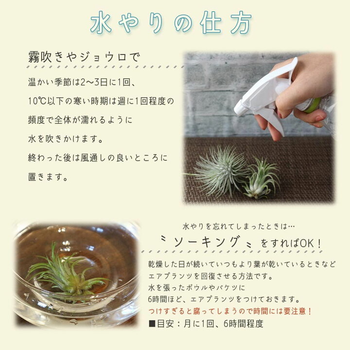 最大76 オフ エアプランツ チランジア カプトメドゥーサ Lサイズ 1個 送料無料 Rmladv Com Br