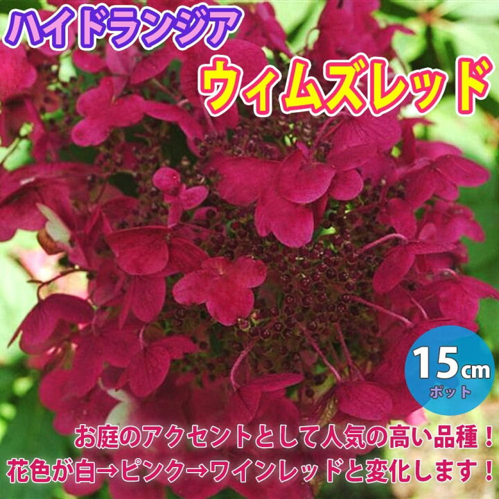 紫陽花ハイドランジアレッド挿し木苗 最大68 オフ