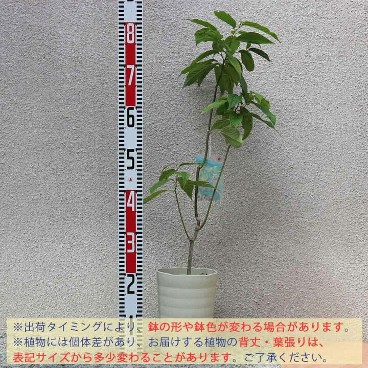 楽天市場 送料無料 イランイランの木 花木 5 6号鉢 1個 イランイランノキ 苗木 苗 香水 香り アロマ 花言葉 お香 シャンプー エッセンシャルオイル 花木 植木 インテリア シンボルツリー ギフト プレゼント 贈答 ガーデニング 鑑賞 観葉植物 植物販売の