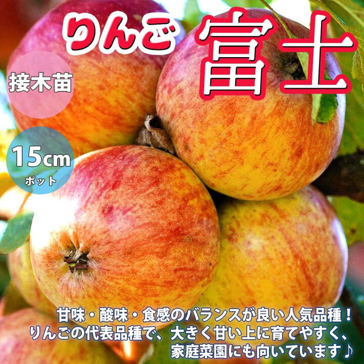 楽天市場 送料無料 りんごの苗木 富士 果樹苗 2年生 接木苗15cmポット 1個 りんご苗 りんごの苗 リンゴ苗 リンゴの苗木 林檎の苗 ミニリンゴ 農園 庭植え 趣味 園芸 収穫 花木 植木 庭木 鉢植え シンボルツリー 記念樹 路地植え 販売店 通販 植物販売の