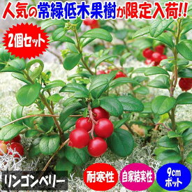 【ポイント2倍★マラソン期間】リンゴンベリー 果樹の苗 挿し木苗9cmポット お買い得2個セット 果樹 果樹の苗 ベリー 栽培 家庭菜園 自家結実性 送料無料 即納