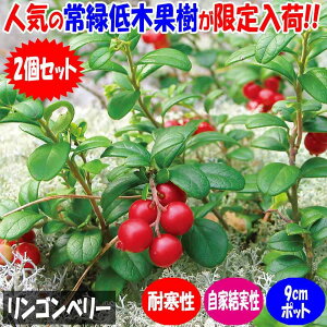 yzSx[ ʎ̕c }ؕc9cm|bg 2Zbg ʎ ʎ̕c x[ ͔| ƒ؉ ƌ  [