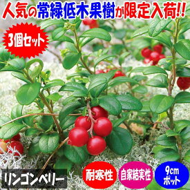 【ポイント2倍★マラソン期間】リンゴンベリー 果樹の苗 挿し木苗9cmポット お買い得3個セット 果樹 果樹の苗 ベリー 栽培 家庭菜園 自家結実性 送料無料 即納
