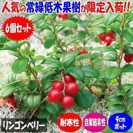 【ポイント2倍★マラソン期間】リンゴンベリー 果樹の苗 挿し木苗9cmポット お買い得6個セット 果樹 果樹の苗 ベリー 栽培 家庭菜園 自家結実性 送料無料 即納