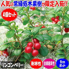 【ポイント2倍★マラソン期間】リンゴンベリー 果樹の苗 挿し木苗9cmポット お買い得4個セット 果樹 果樹の苗 ベリー 栽培 家庭菜園 自家結実性 送料無料 即納