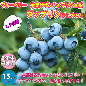 苗 ブルーベリー 苗木の人気商品 通販 価格比較 価格 Com