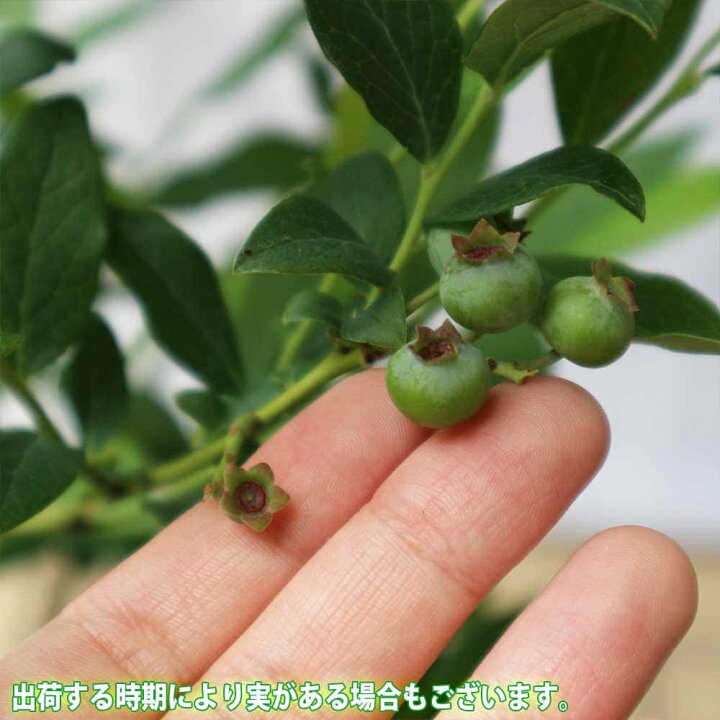 楽天市場 送料無料 大実サザンハイブッシュ系ブルーベリー ダップリン 果樹苗 3年生 挿し木苗15cmポット大苗 1個 ブルーベリー苗 ブルーベリー苗木 ぶるーべりー 簡単栽培 ガーデニング 家庭菜園 シンボルツリー 贈答 プレゼント 収穫 花木 植木 即納 植物販売の