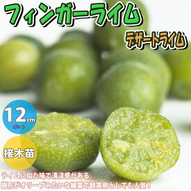 楽天市場 ライム 苗 収穫時期春 の通販