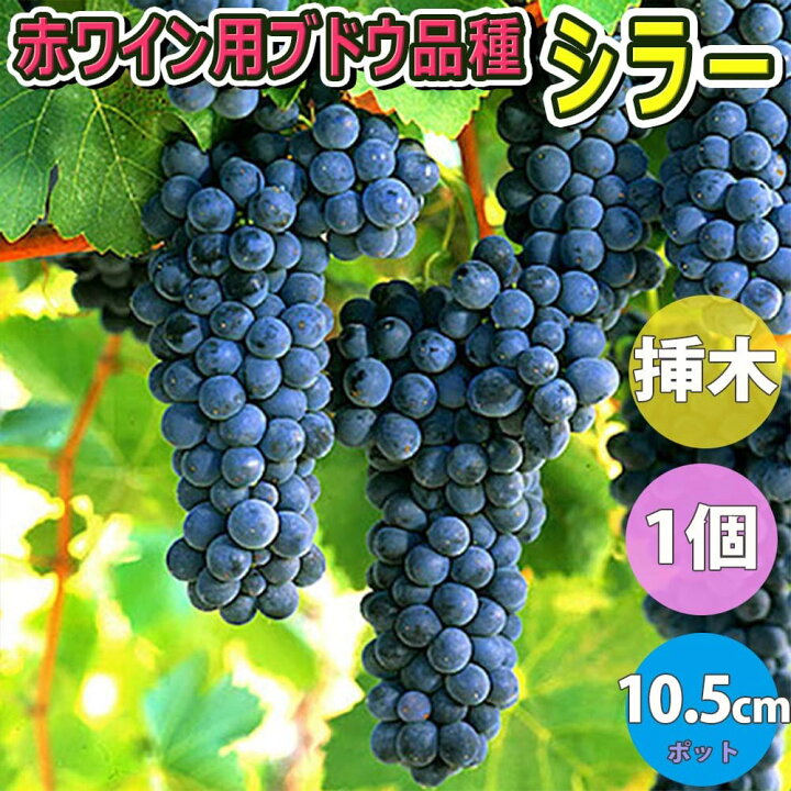 楽天市場 送料無料 ぶどう苗 シラー 果樹苗 10 5cmポット挿し木苗 1個 ブドウ 苗木 耐寒性 葡萄 自家結実性 育てやすい 鑑賞用 初心者 甘い 農園 農場 挿木 人気 品種 ワイン 園芸 植木 庭木 植物販売のｉｔａｎｓｅ楽天市場店