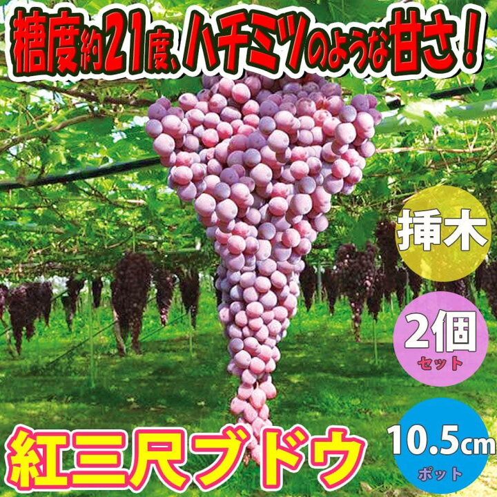 楽天市場 送料無料 紅三尺ぶどう 果樹苗 10 5cmポット挿し木苗 2個セット 巨大房ぶどう 欧州種系 ブドウ苗 苗木 耐寒性 葡萄 自家結実性 育てやすい 鑑賞用 初心者 甘い 農園 農場 挿木 人気 品種 フルーツ 植物販売のｉｔａｎｓｅ楽天市場店