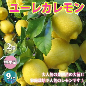 花壇 鉢植え 苗の人気商品 通販 価格比較 価格 Com