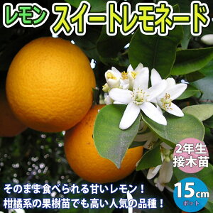 yz XC[gl[h ʎc 1`2N ږؕc 15cm|bg 1{ c EG  x_ c k _ ~J _ _ In V{c[ ϊ ƌ Â