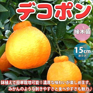 柑橘苗の通販 価格比較 価格 Com