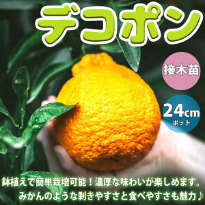 ミカン 鉢植え Diy 工具の通販 価格比較 価格 Com