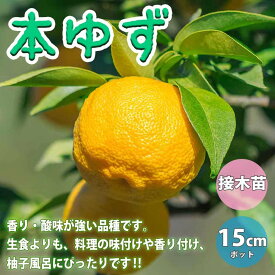 楽天市場 本柚子 木の通販