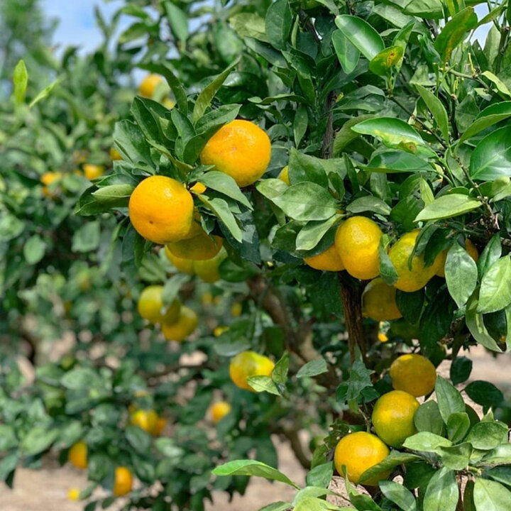 みかんの苗 早生温州みかん 果樹の苗木 接木苗 4〜5号ポット 1個売り 果樹 果物 栽培 趣味 園芸 ガーデニング 送料無料 贈答 みかんの苗 早生温州みかん 果樹の苗木 接木苗 4〜5号ポット 1個売り 果樹 果物 栽培 趣味 園芸 ガーデニング 送料無料 贈答