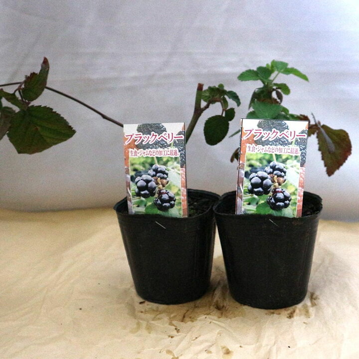楽天市場 送料無料 大実ブラックベリーの苗木 果樹苗 9cmポット挿し木苗 1個 ブラックベリー苗 キイチゴ苗 木いちご苗 木イチゴ苗 ラズベリー苗 ガーデニング 家庭菜園 庭植え ベランダ 鉢植え 庭園 露地植え チェリー 庭園果樹 果樹園 料理 スイーツ フルーツ