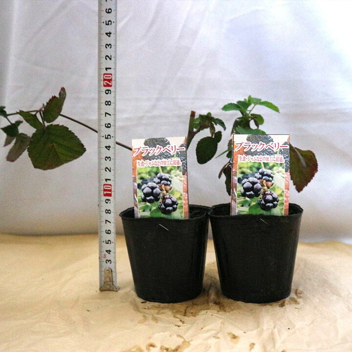 楽天市場 送料無料 大実ブラックベリーの苗木 果樹苗 9cmポット挿し木苗 1個 ブラックベリー苗 キイチゴ苗 木いちご苗 木イチゴ苗 ラズベリー苗 ガーデニング 家庭菜園 庭植え ベランダ 鉢植え 庭園 露地植え チェリー 庭園果樹 果樹園 料理 スイーツ フルーツ