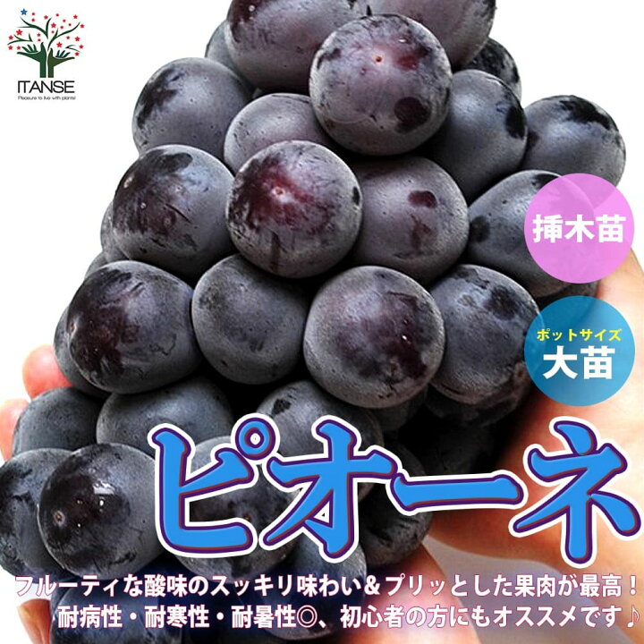 楽天市場 送料無料 ぶどう ピオーネの苗木 果樹 1 2年生挿し木苗12 15cmポット大苗 1個 ぶどう苗 ブドウ苗 ピオーネ苗 葡萄苗 庭園 露地植え 庭園果樹 果樹園 スイーツ フルーツ 人気品種 耐病性 耐寒性 耐暑性 植物販売のｉｔａｎｓｅ楽天市場店