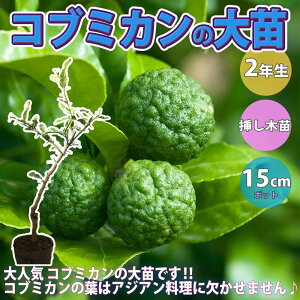 yzRu~J ( ^Cɂ͌Ȃ ) ʎ 1`2N}ؕc 15cm|bgc 1 Ru~Jc JtBAC kc k kn qXgbNX VgX InA 뉀