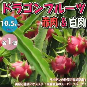 ドラゴンフルーツ 白 農業資材 ガーデニング用品の人気商品 通販 価格比較 価格 Com