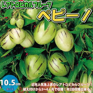yzys[m ʎc 10.5cm|bgc 1 ys[mc ysmc ؂ҁ[̕c c t[c XC[c ȒP͔| 뉀؉ Mtg v[g 蕨 VN _ x_  A g