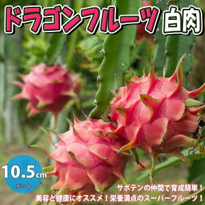 ySSԑSi10OFFzhSt[c  ʎc 10.5cm|bghSt[cc ǂ炲ӂ[c s^c c ʎc ȒP͔| x_  A  i lC gsJt[