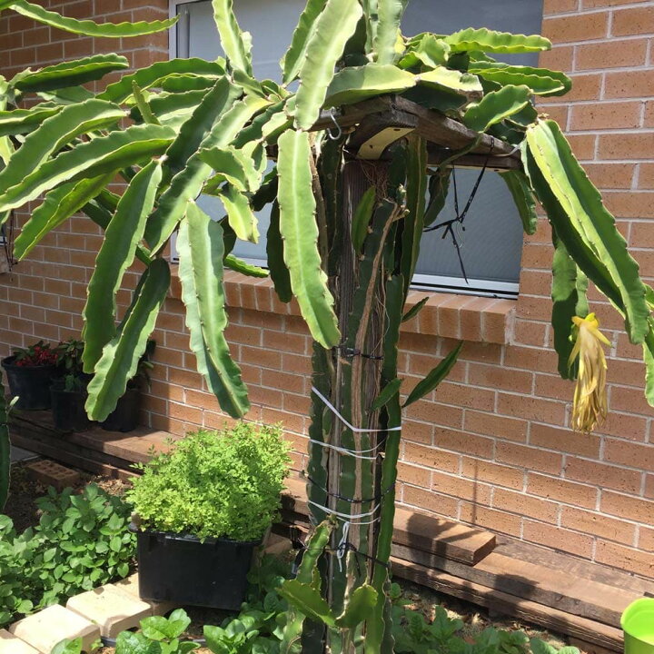 楽天市場 送料無料 ドラゴンフルーツ 白肉 果樹苗 10 5cmポット 1個 ドラゴンフルーツ苗 どらごんふるーつ苗 ピタヤ苗 苗木 果樹苗 ガーデニング 簡単栽培 ベランダ 庭 鉢植え 希少 品種 人気 トロピカルフルーツ 南国フルーツ 赤肉 白肉 ピタハヤ 火龍果 植物