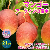 楽天市場】アップルマンゴー 苗の通販