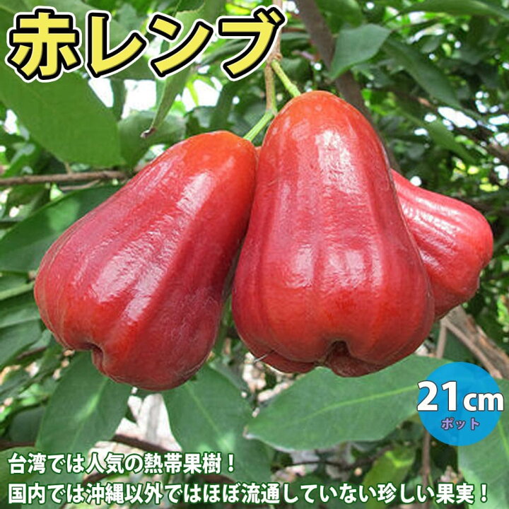 楽天市場 送料無料 赤レンブの苗木 果樹苗 2年生実生苗 21cmポット 1個 レンブ苗木 レンブ苗 れんぶ 蓮霧 フトモモ科 ジャワフトモモ オオフトモモ ワックスアップル 熱帯果樹 家庭菜園 シンボルツリー トロピカルフルーツ 果肉 果皮 希少 高級食材 台湾 人気