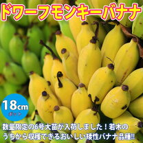 楽天市場】ドワーフ モンキー バナナの通販