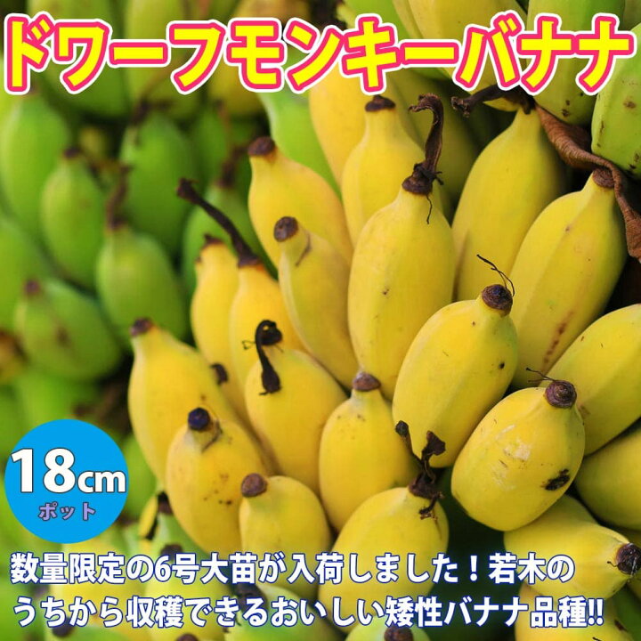 楽天市場】【送料無料】ドワーフ モンキーバナナ 果樹苗 18cmポット 1 