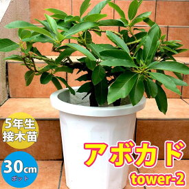 楽天市場 アボカド苗木の通販