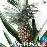 【送料無料】シルキーパイナップル 果樹の苗木 6号鉢 1個売り 果樹 果樹の苗 果樹の苗木 パイナップル 送…