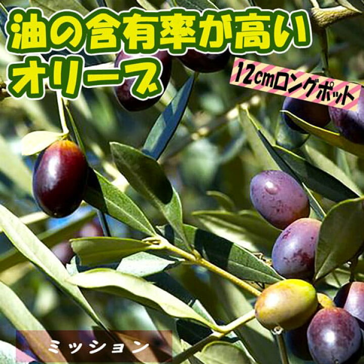 楽天市場 送料無料 オリーブ ミッション 果樹苗 2 3年生挿し木 12cmロングポット 1個 おりーぶ 苗木 シンボルツリー 開店祝い 新築祝い 鑑賞用 インテリア 庭木 植木 生垣 常緑樹 観葉植物 オリーブの木 植物販売のitanse楽天市場店 楽天市場 送料無料 オリーブ ミッション 果樹苗 2 3年生挿し木 12cmロングポット 1個 おりーぶ 苗木 シンボルツリー 開店祝い 新築祝い 鑑賞用 インテリア 庭木 植木 生垣 常緑樹 観葉植物 オリーブの木 植物販売のitanse楽天市場店