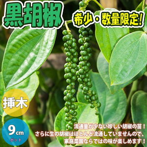yzӞ ( RVE ) c ʎc 9cm|bg}ؕc Ӟc RVEc XpCX h Ӟ Ӟ ԌӞ c n[u ӏܗp 뉀؉ Mtg v[g 蕨 }ؕc 