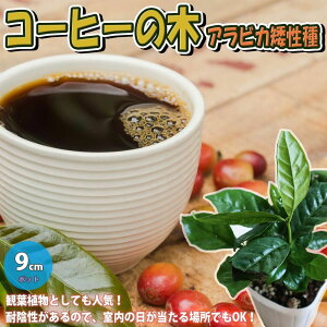 ySSԑSi10OFFzR[q[̖ ( ArJ ␫ ) ʎc 9cm|bgc 1 R[q[mLc ̖؂̕c [Ё[ h c n[u ӏܗp 뉀؉ Mtg v[g 蕨 