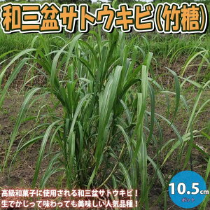 yzaO~TgELr ( | ) ʎc 10.5cm|bg Ƃѕc TgELrc aO~c JTgELr `NV | | Ƃ ׋o ق  ]aO~ gaO~ a