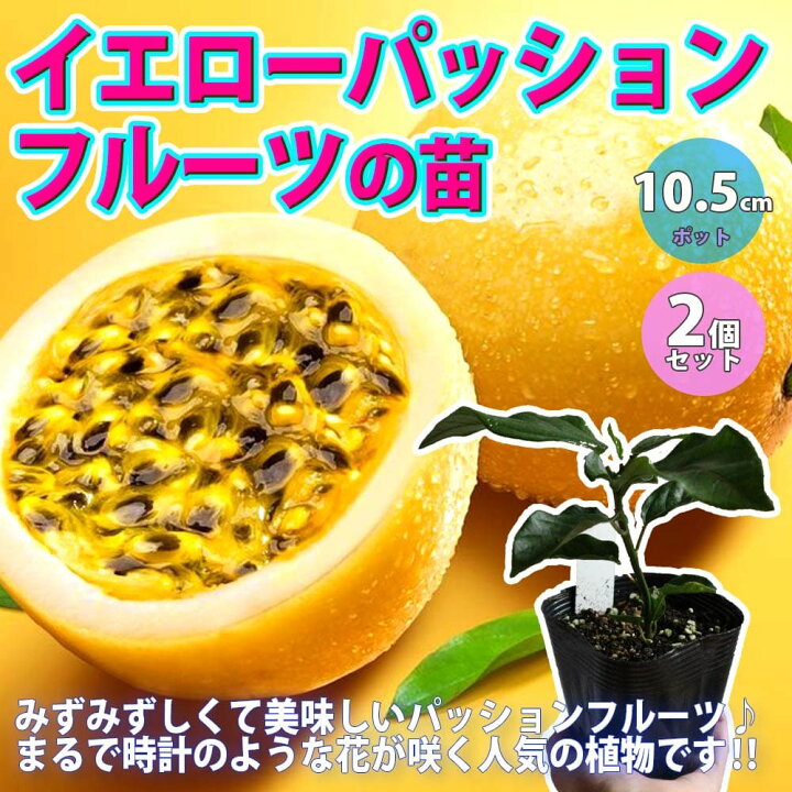 楽天市場 送料無料 イエローパッションフルーツの苗 果樹苗 10cmポット 実生苗 2個 トケイソウ苗 希少果樹苗 グリーンカーテン 緑のカーテン ガーデニング 家庭菜園 庭植え ベランダ 鉢植え プランター 庭園 露地植え 庭園果樹 果樹園 希少品種 人気品種 植物販売