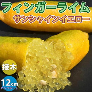 【マラソン期間★ポイント5倍】フィンガーライム サンシャインイエロー 果樹苗 2年生 接木苗 12cmロングポット 1個 大苗 苗木 接ぎ木 キャビアライム シトラス ブッシュ フルーツ 森の 希少