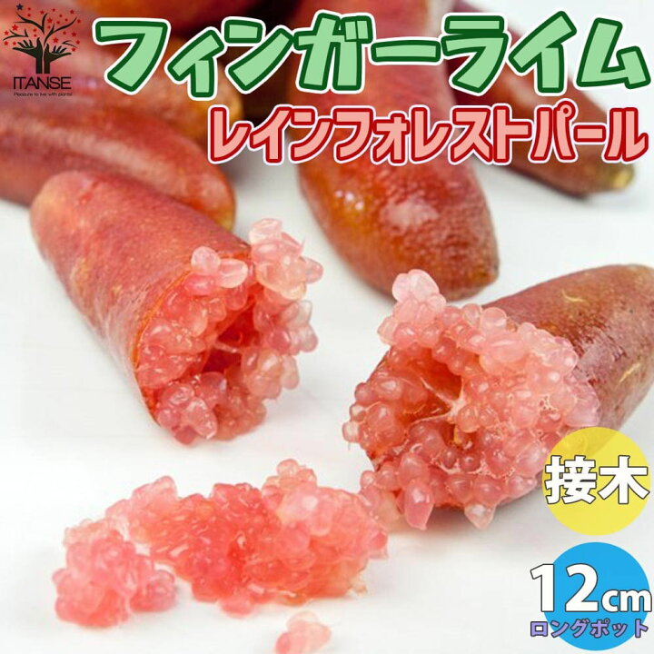 楽天市場】【ポイント5倍☆マラソン期間】フィンガーライム レイン 