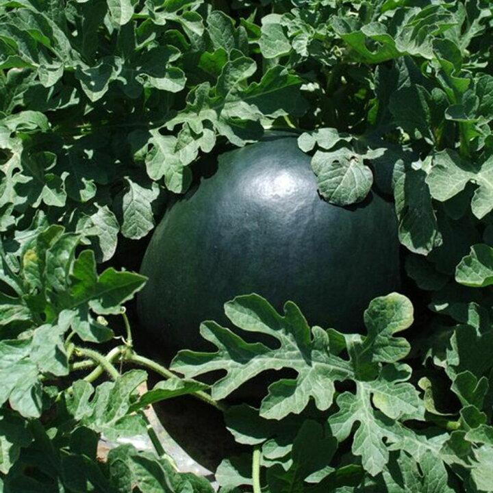 楽天市場 送料無料 スイカ苗 夏植えスイカ なつここあ 野菜苗 9cmポット自根苗 2個セット すいか苗 西瓜苗 耐暑性 強健品種 ベランダ 露地栽培 ウリ科 小玉スイカ 人気 甘い 品種 夏野菜 販売店 Watermelon 植物販売のｉｔａｎｓｅ楽天市場店
