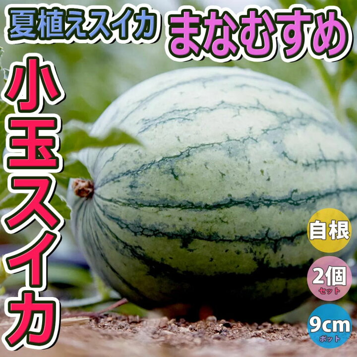楽天市場 送料無料 スイカ苗 夏植えスイカ まなむすめ 野菜苗 9cmポット自根苗 2個セット すいか苗 西瓜苗 耐暑性 強健品種 ベランダ 露地栽培 ウリ科 小玉スイカ 人気 甘い 品種 夏野菜 販売店 Watermelon 植物販売のｉｔａｎｓｅ楽天市場店