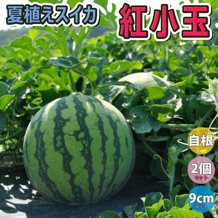 楽天市場 送料無料 スイカ苗 夏植えスイカ 紅小玉 野菜苗 9cmポット自根苗 2個セット すいか苗 西瓜苗 耐暑性 強健品種 ベランダ 露地栽培 ウリ科 小玉スイカ 人気 甘い 品種 夏野菜 販売店 Watermelon 植物販売のｉｔａｎｓｅ楽天市場店