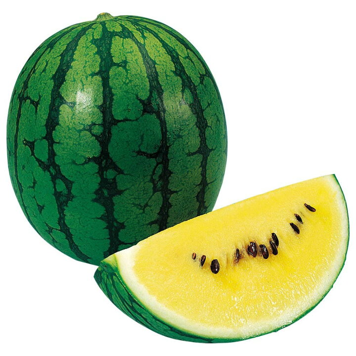 楽天市場 送料無料 スイカ苗 夏植えスイカ 黄小玉 野菜苗 9cmポット自根苗 2個セット すいか苗 西瓜苗 耐暑性 強健品種 ベランダ 露地栽培 ウリ科 小玉スイカ 人気 甘い 品種 夏野菜 販売店 Watermelon 植物販売のｉｔａｎｓｅ楽天市場店