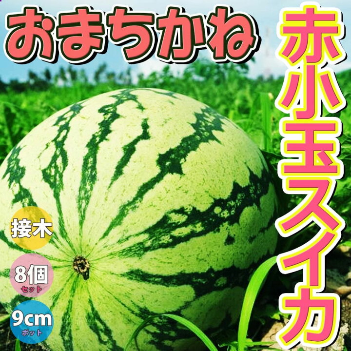 楽天市場 送料無料 スイカ苗 おまちかね 野菜苗 9cmポット接木苗 8個セット すいか苗 西瓜苗 耐暑性 強健品種 ベランダ 露地栽培 ウリ科 小玉スイカ 人気 甘い 品種 夏野菜 販売店 Watermelon 植物販売のｉｔａｎｓｅ楽天市場店